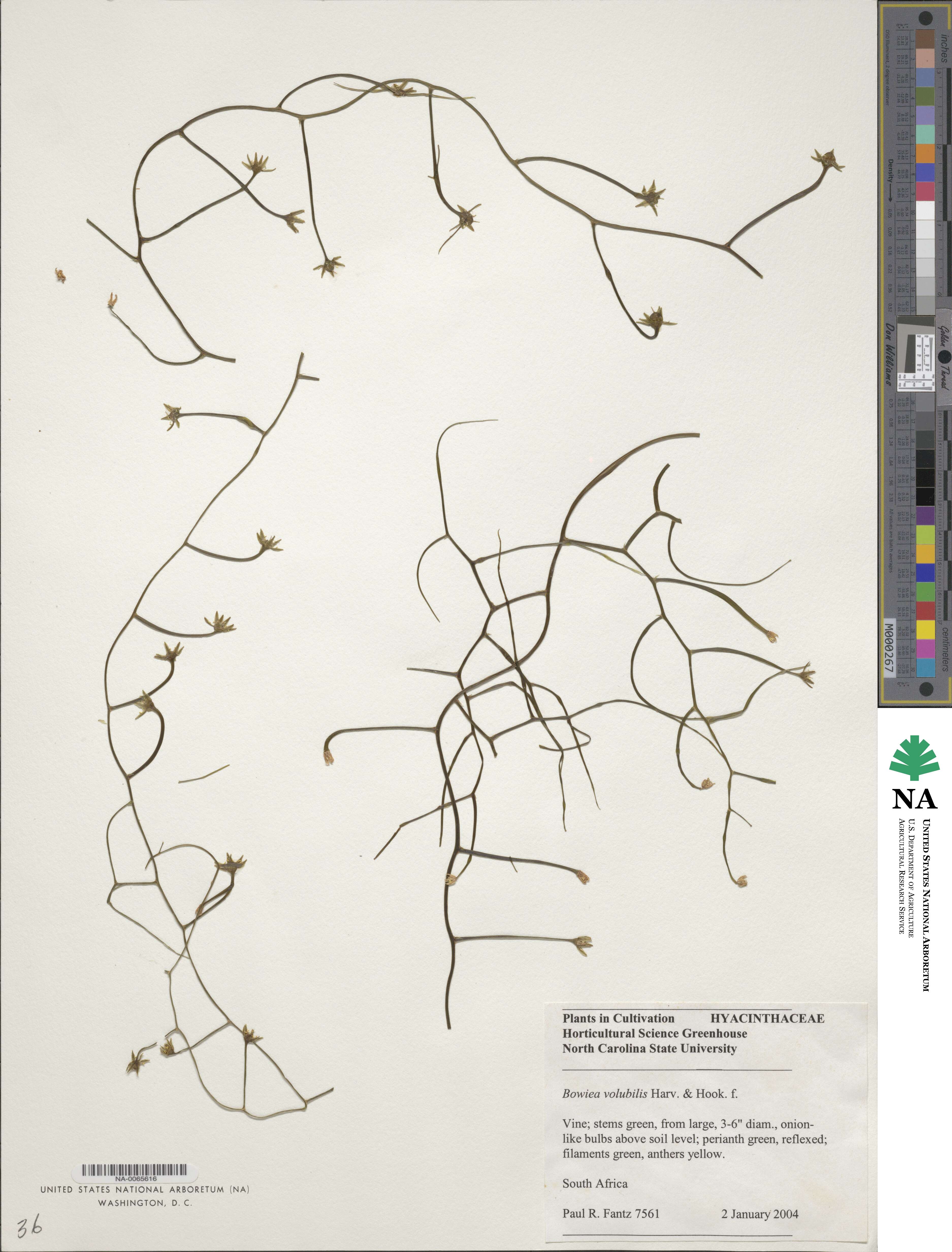 Bowiea volubilis image
