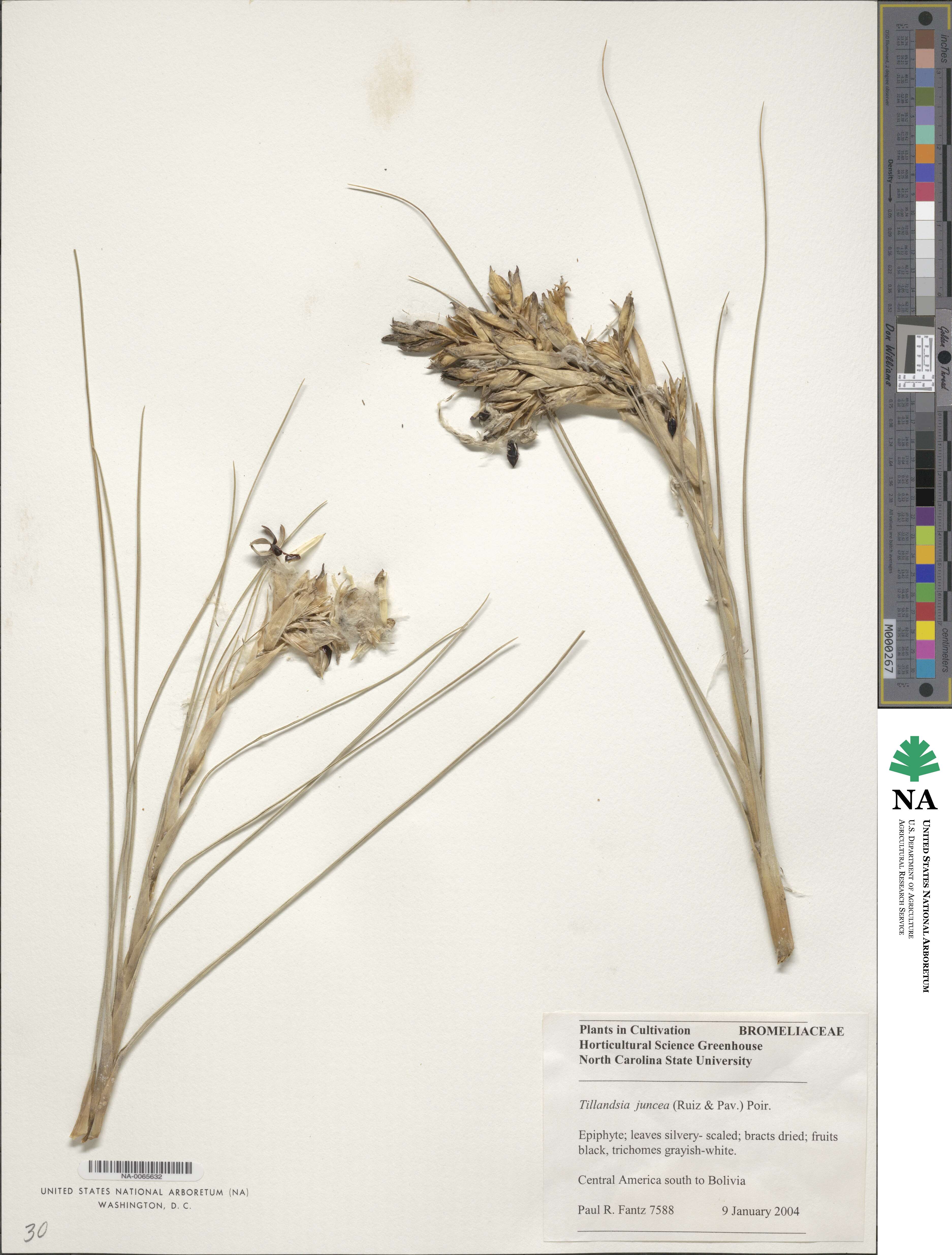 Tillandsia juncea image