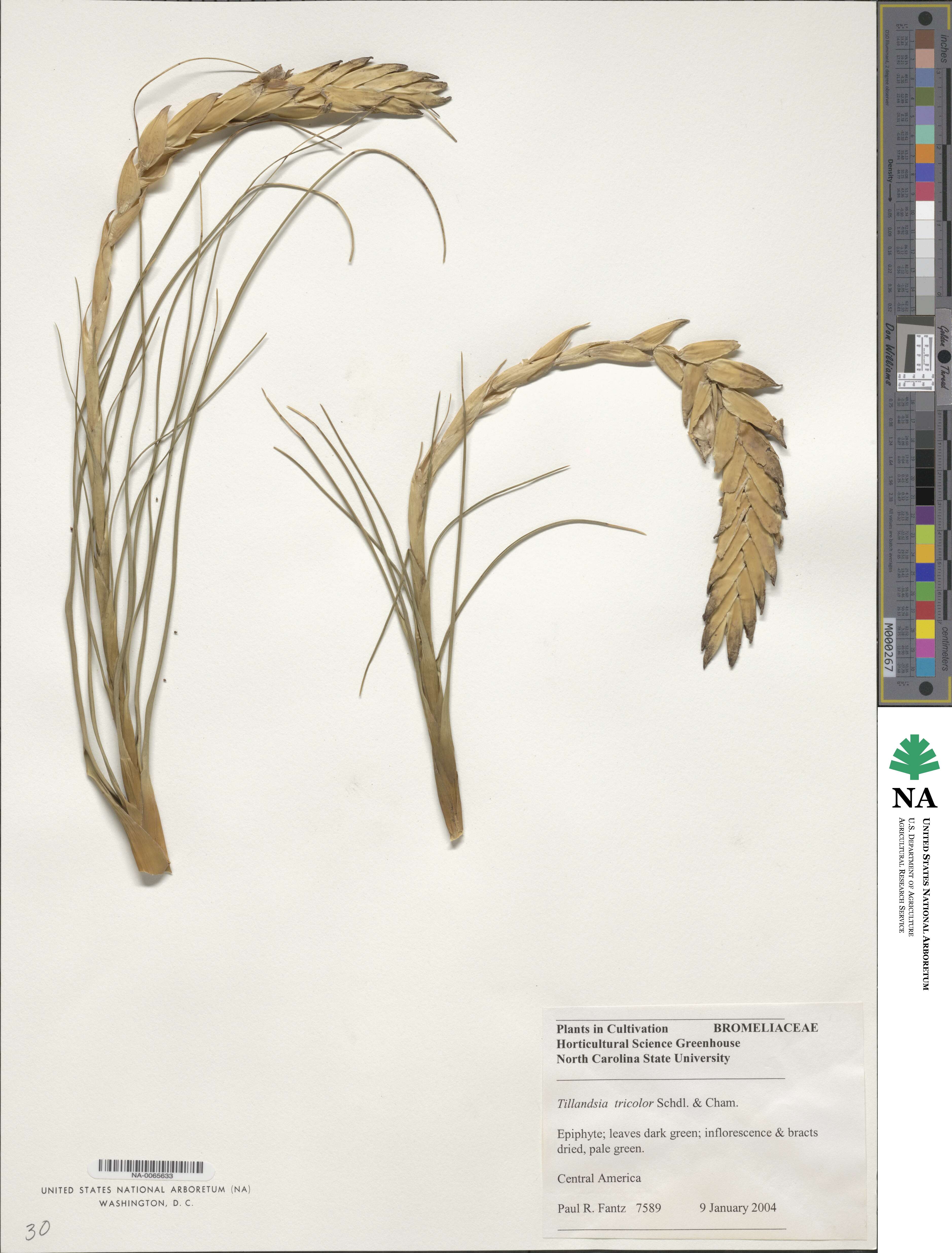 Tillandsia tricolor image