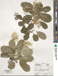 Chionanthus retusus image