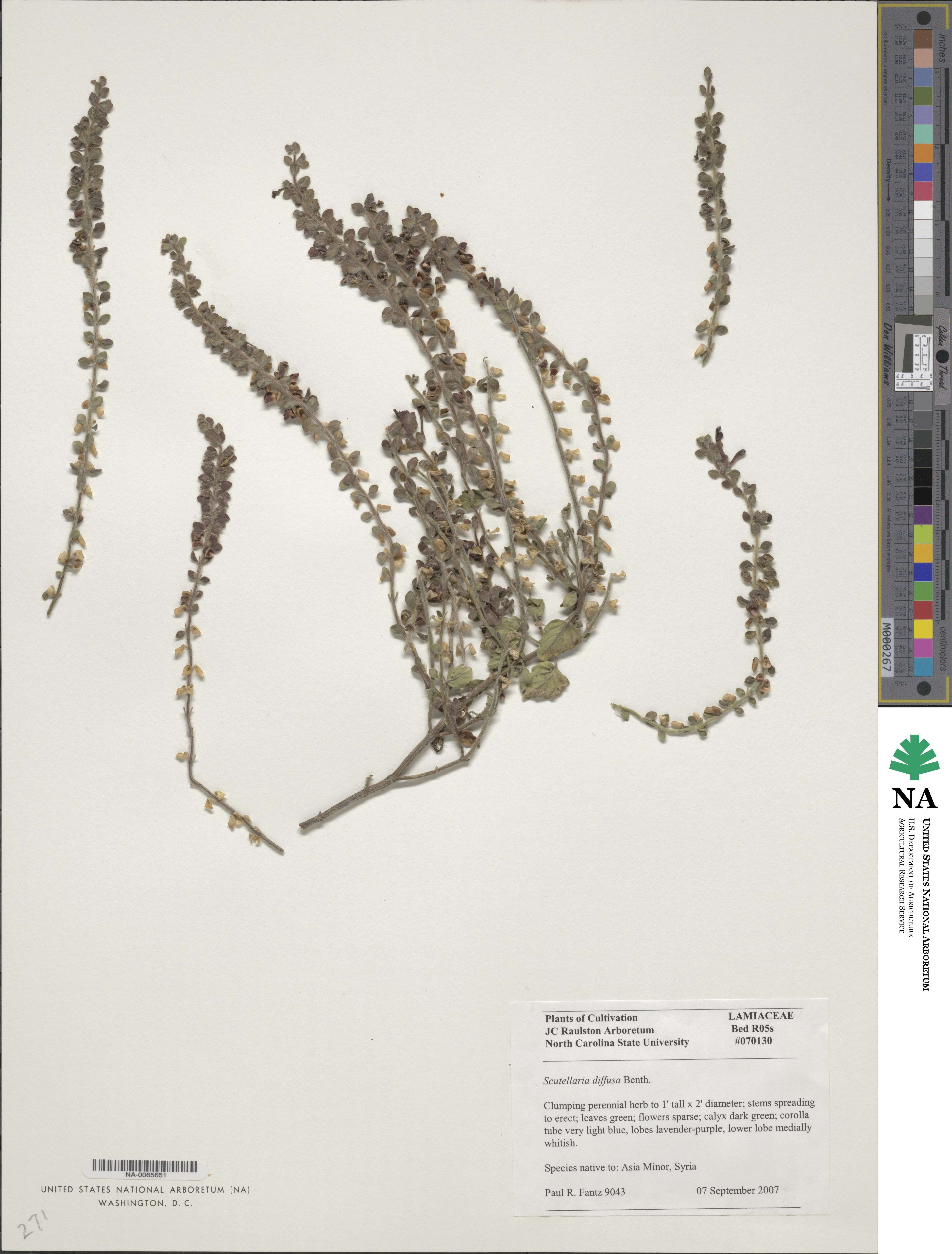 Scutellaria diffusa image