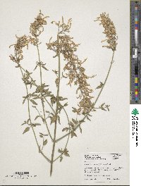 Agastache cana image