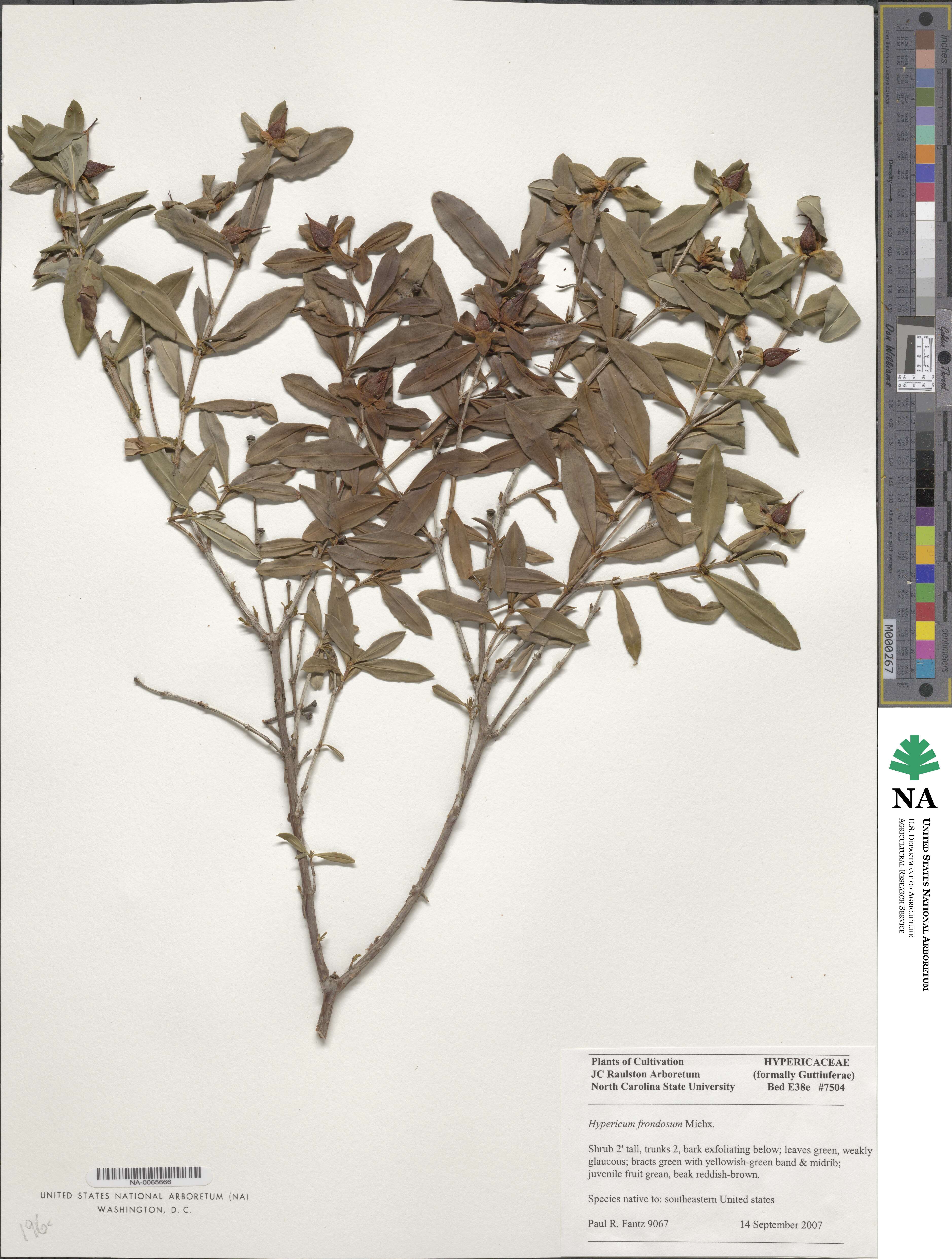 Hypericum frondosum image