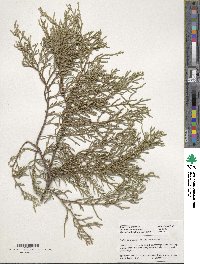 Cupressus arizonica image