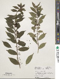 Callicarpa dichotoma image