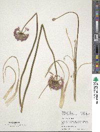 Allium stellatum image