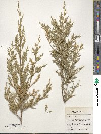 Juniperus virginiana image