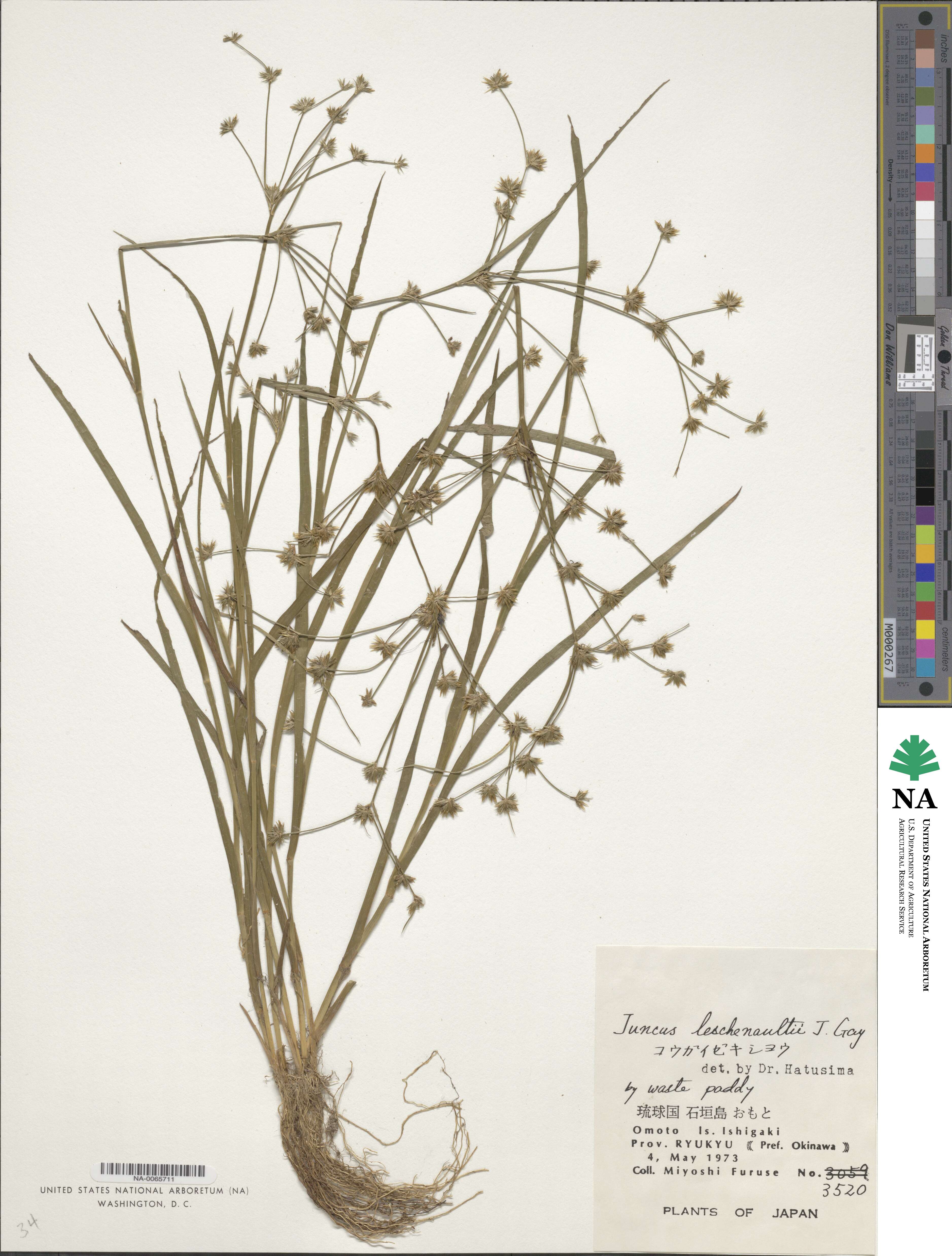 Juncus prismatocarpus subsp. leschenaultii image