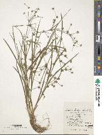 Juncus prismatocarpus subsp. leschenaultii image