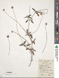 Tridax procumbens image