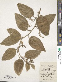 Deeringia polysperma image