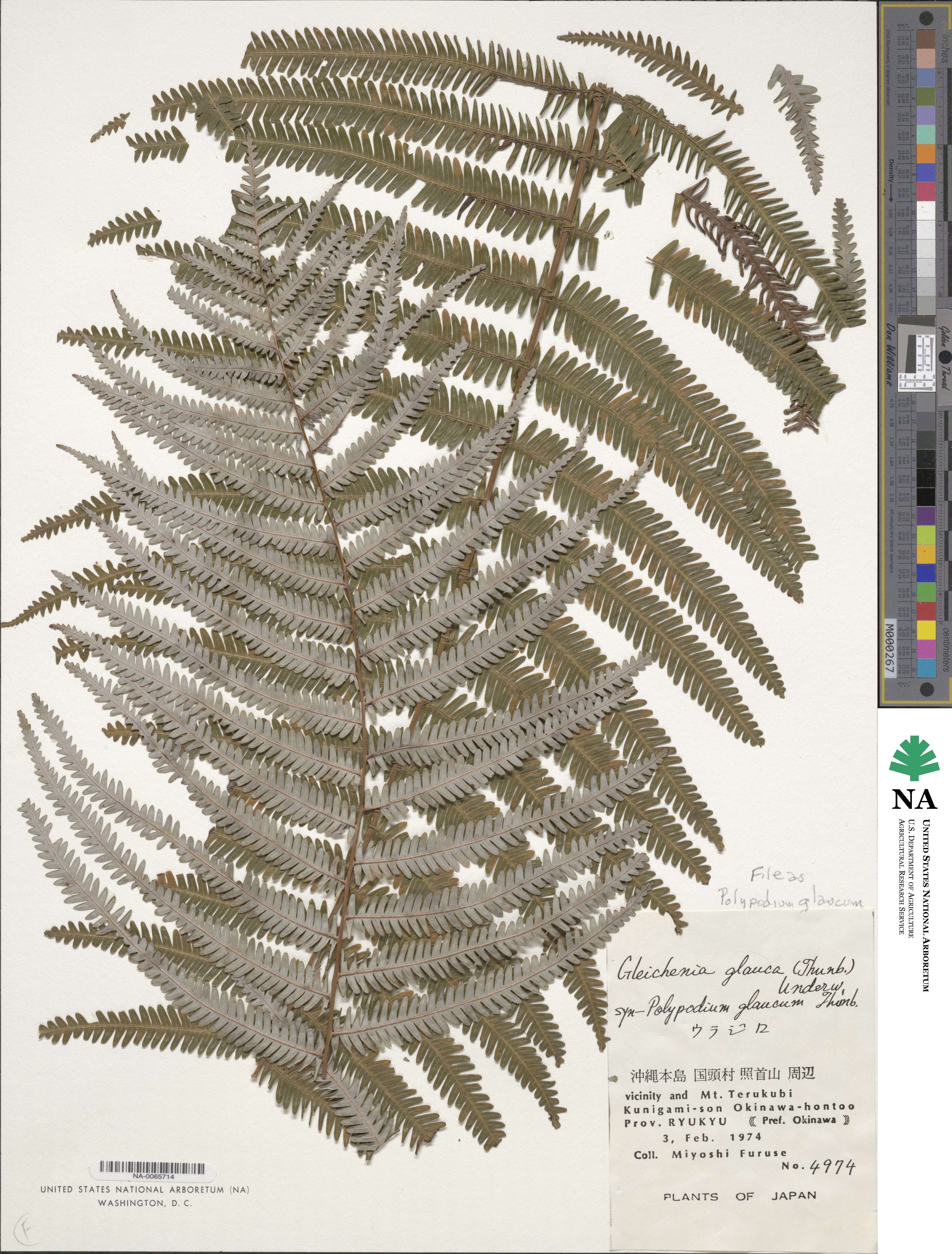 Polypodium glaucum image