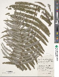 Image of Polypodium glaucum