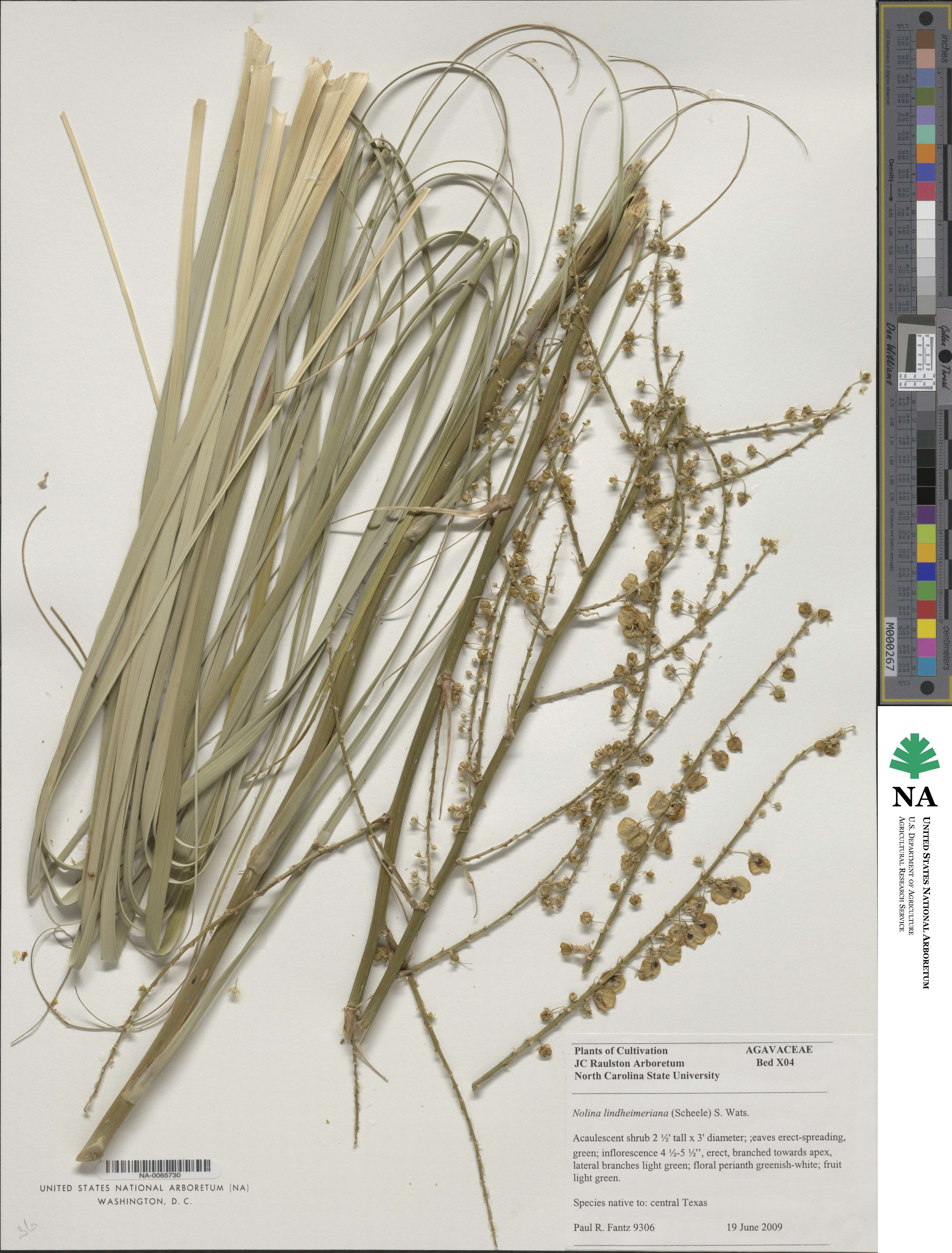 Nolina lindheimeriana image