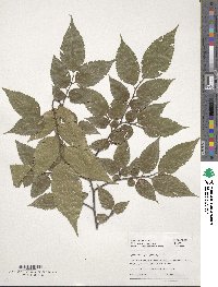 Aphananthe aspera image