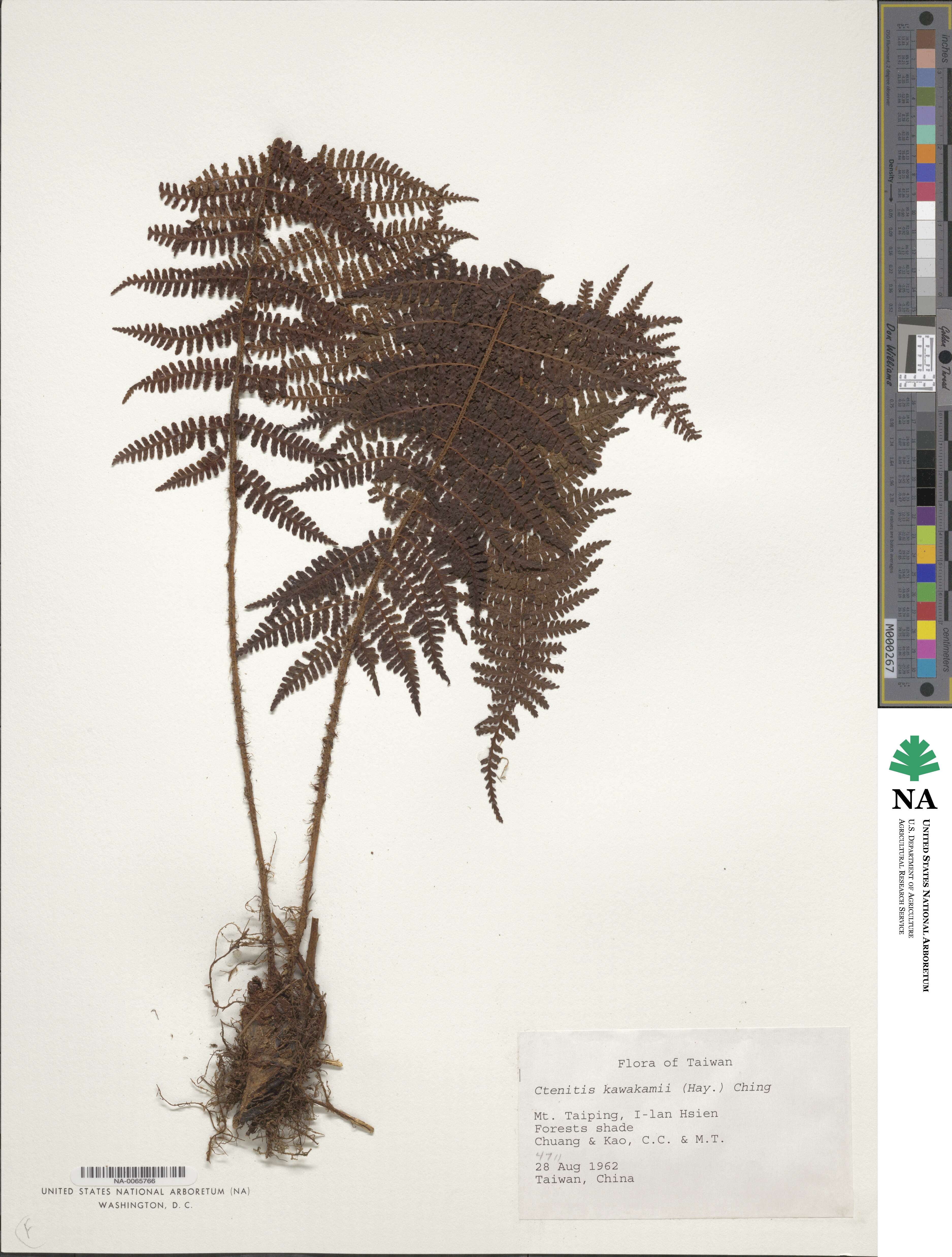 Dryopteris kawakamii image