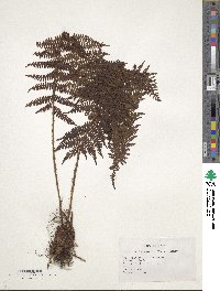 Dryopteris kawakamii image