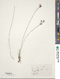 Fimbristylis quinquangularis subsp. quinquangularis image