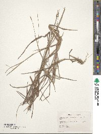 Heteropogon contortus image