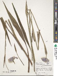 Phalocallis coelestis image