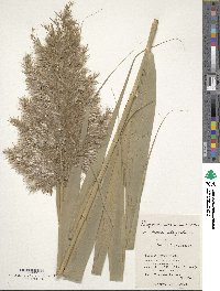 Phragmites australis image