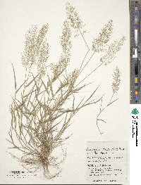 Eragrostis tenella image