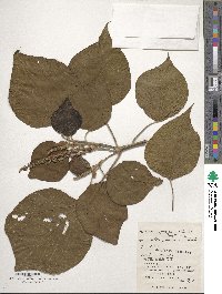 Mallotus japonicus image