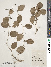 Smilax sebeana image