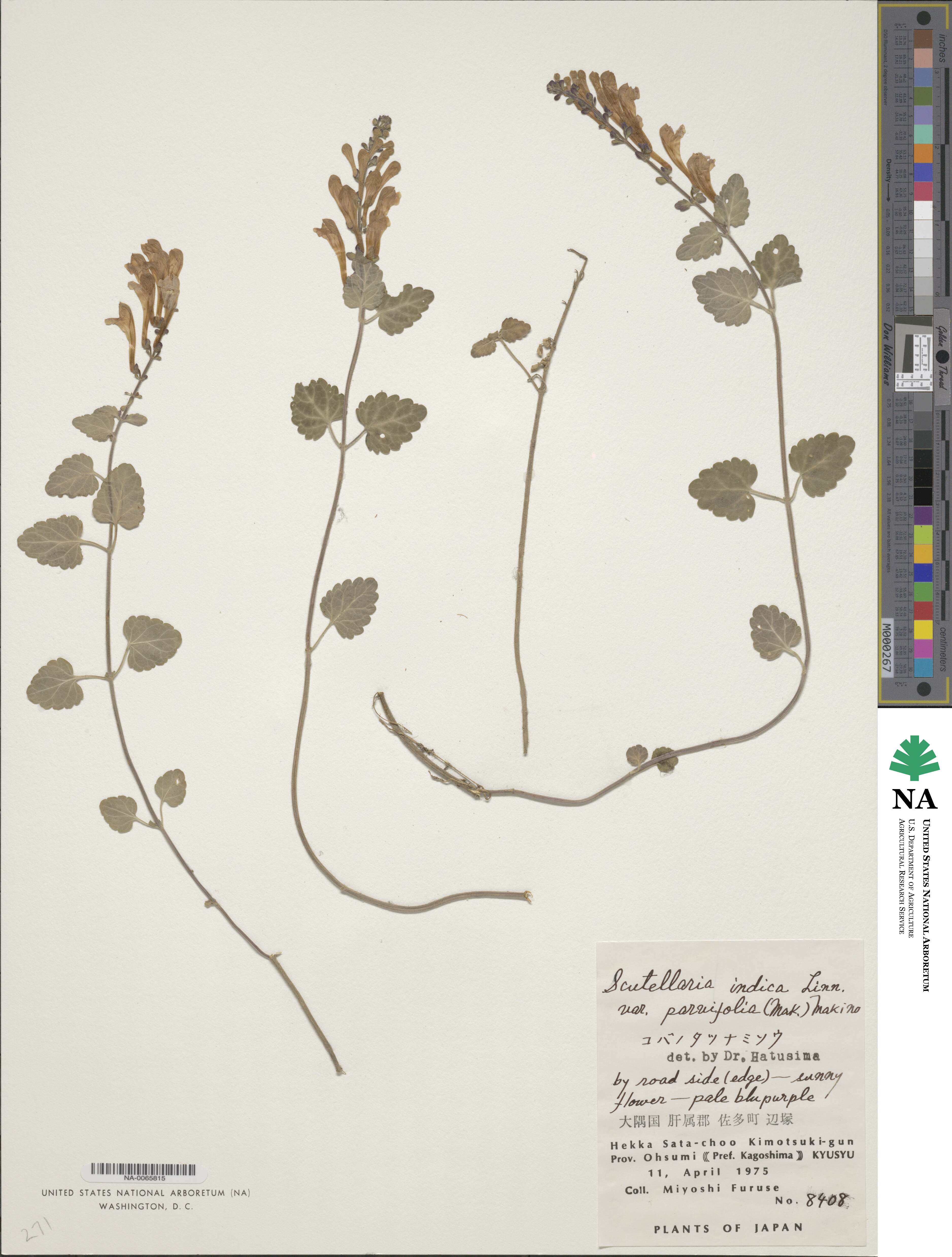 Asplenium prolongatum image