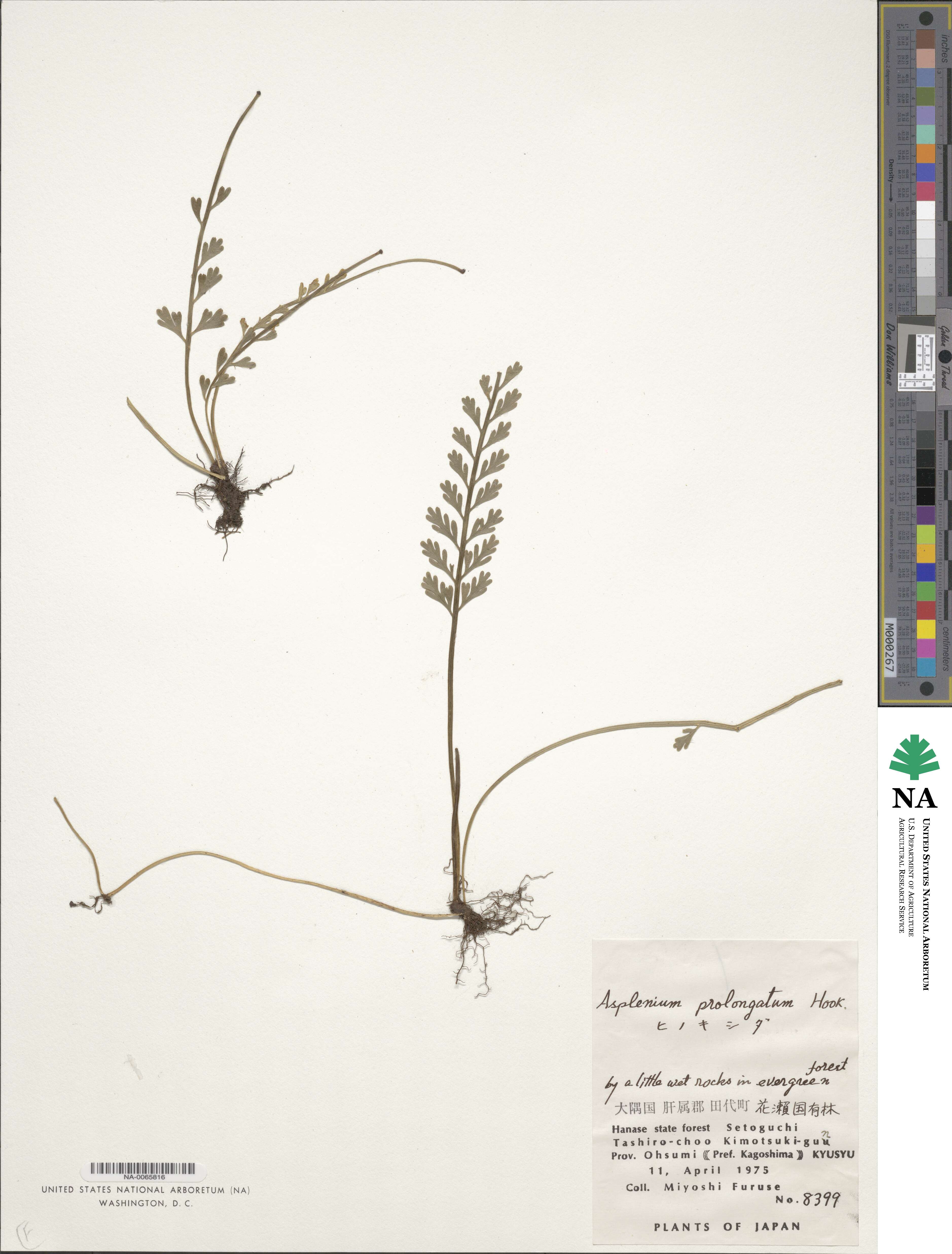 Scutellaria indica f. parvifolia image