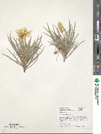 Oenothera macrocarpa subsp. fremontii image