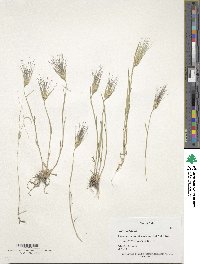 Aegilops umbellulata image