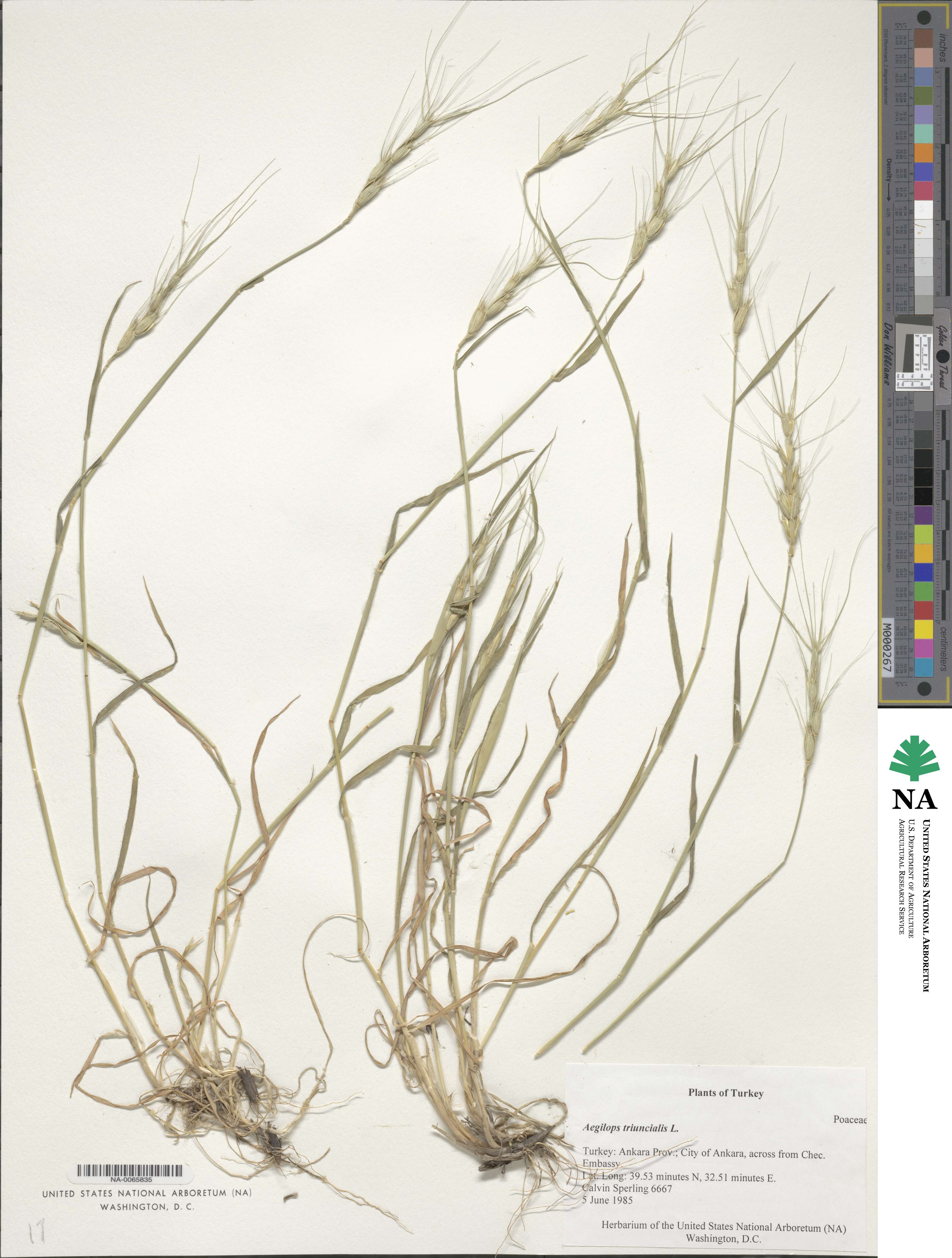 Aegilops triuncialis image
