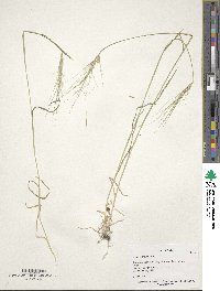 Aegilops triuncialis image