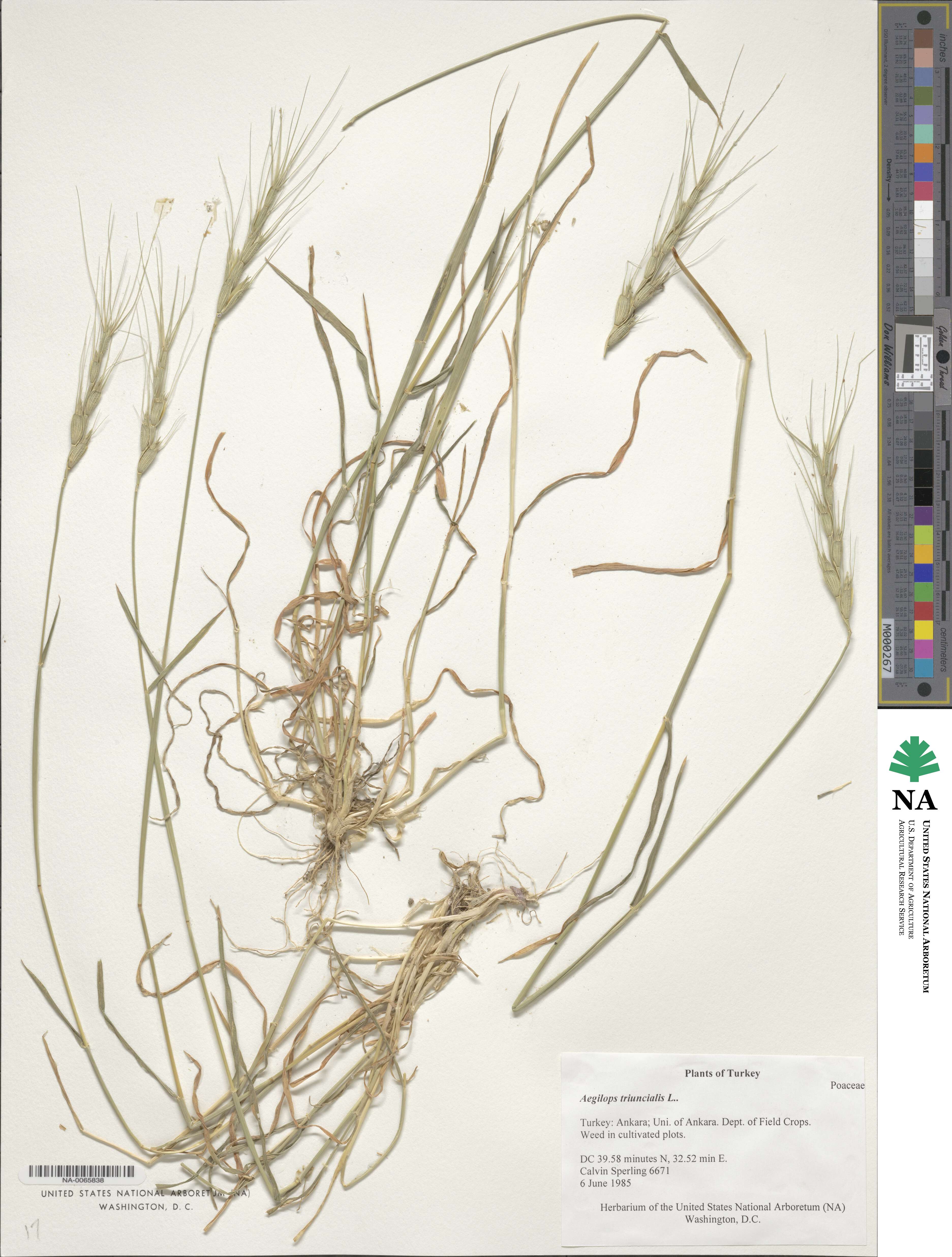 Aegilops triuncialis image