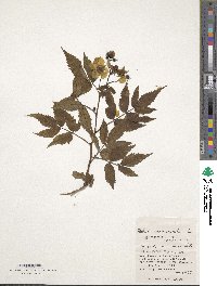 Rubus croceacanthus image