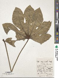 Fatsia oligocarpella image