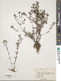 Houstonia longifolia image