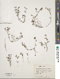 Houstonia parviflora image