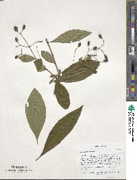 Chionanthus virginicus image