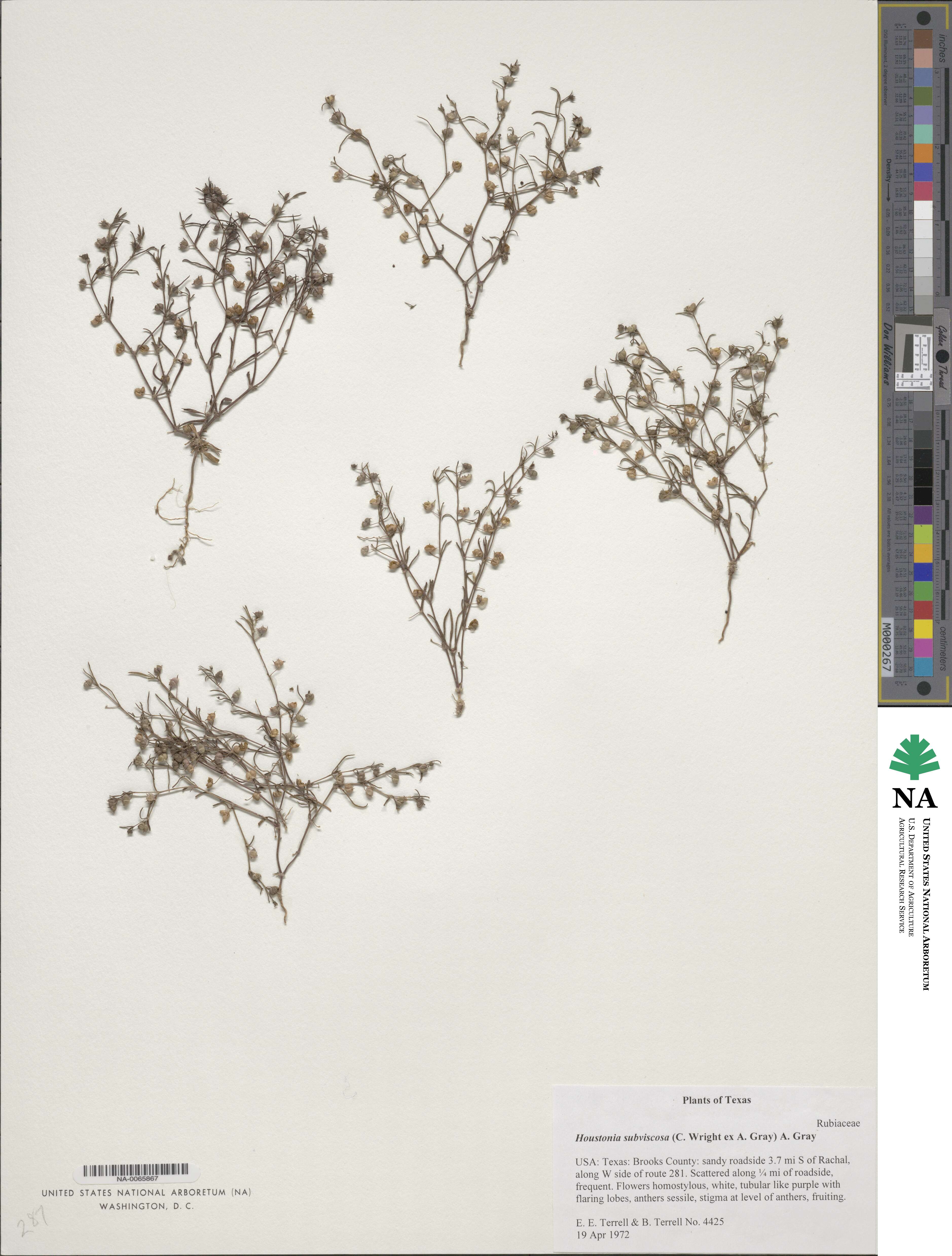 Houstonia subviscosa image