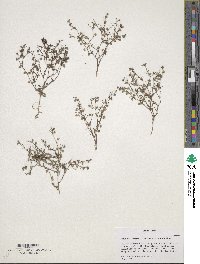 Image of Houstonia subviscosa