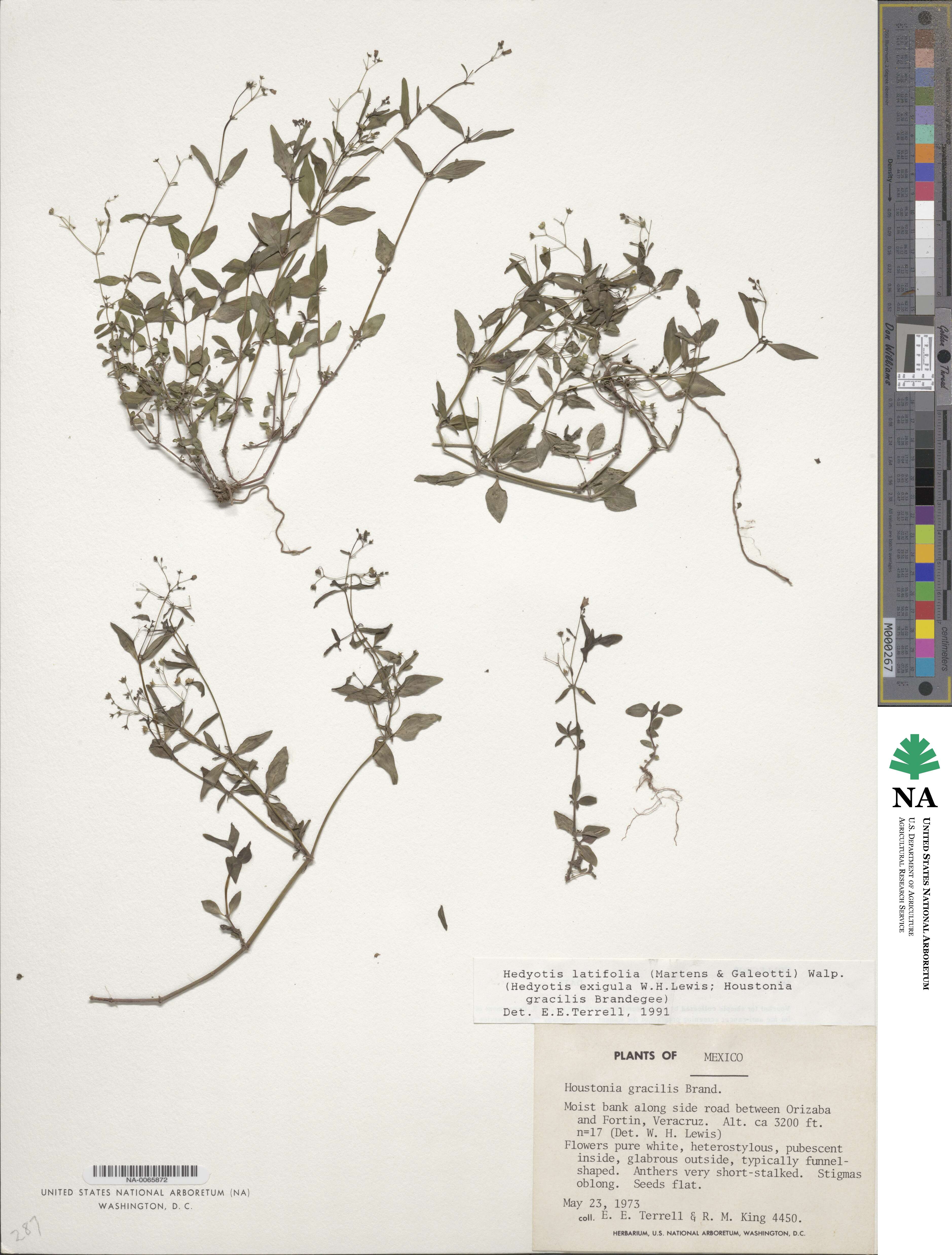 Hedyotis latifolia image