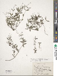 Hedyotis latifolia image