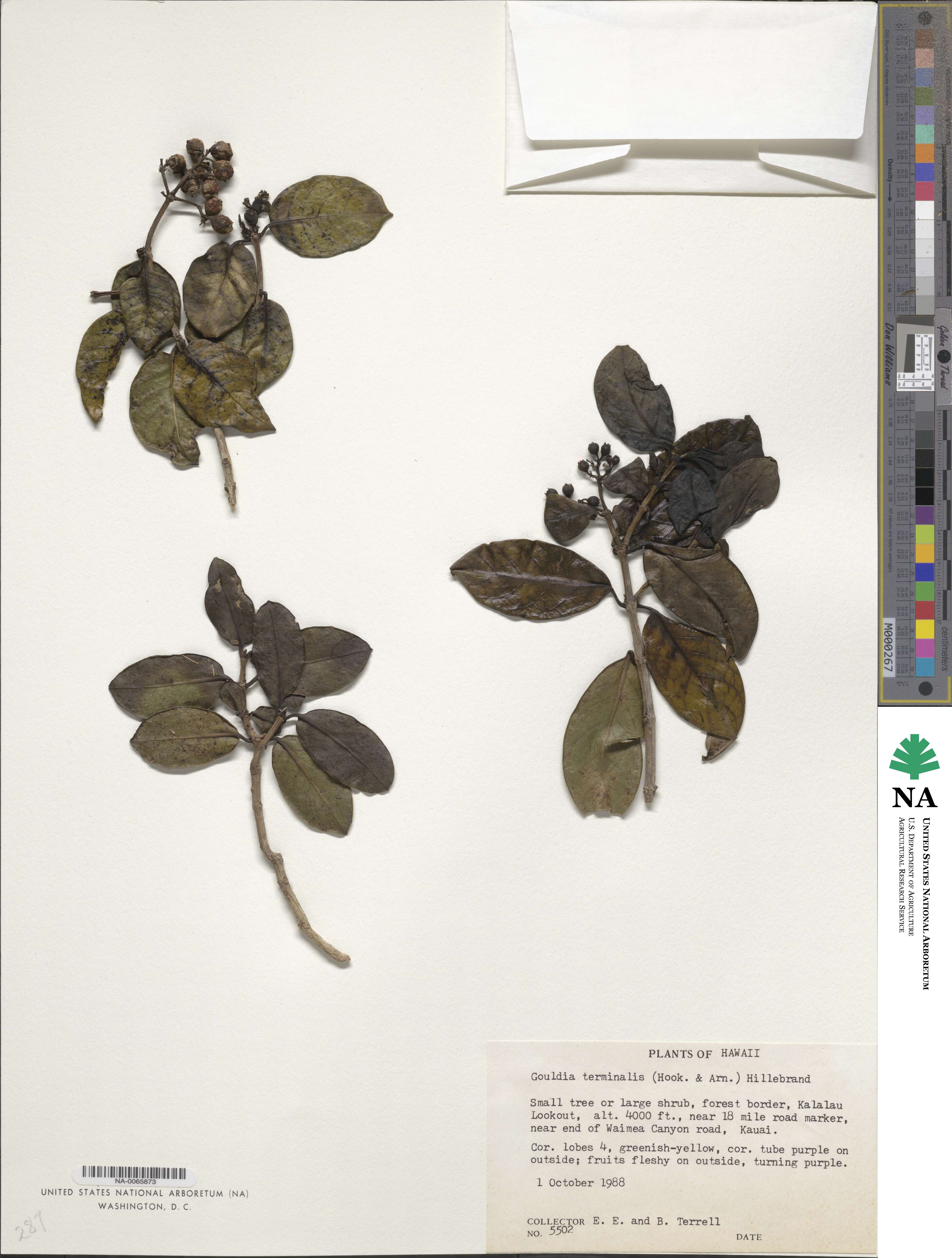 Kadua affinis image