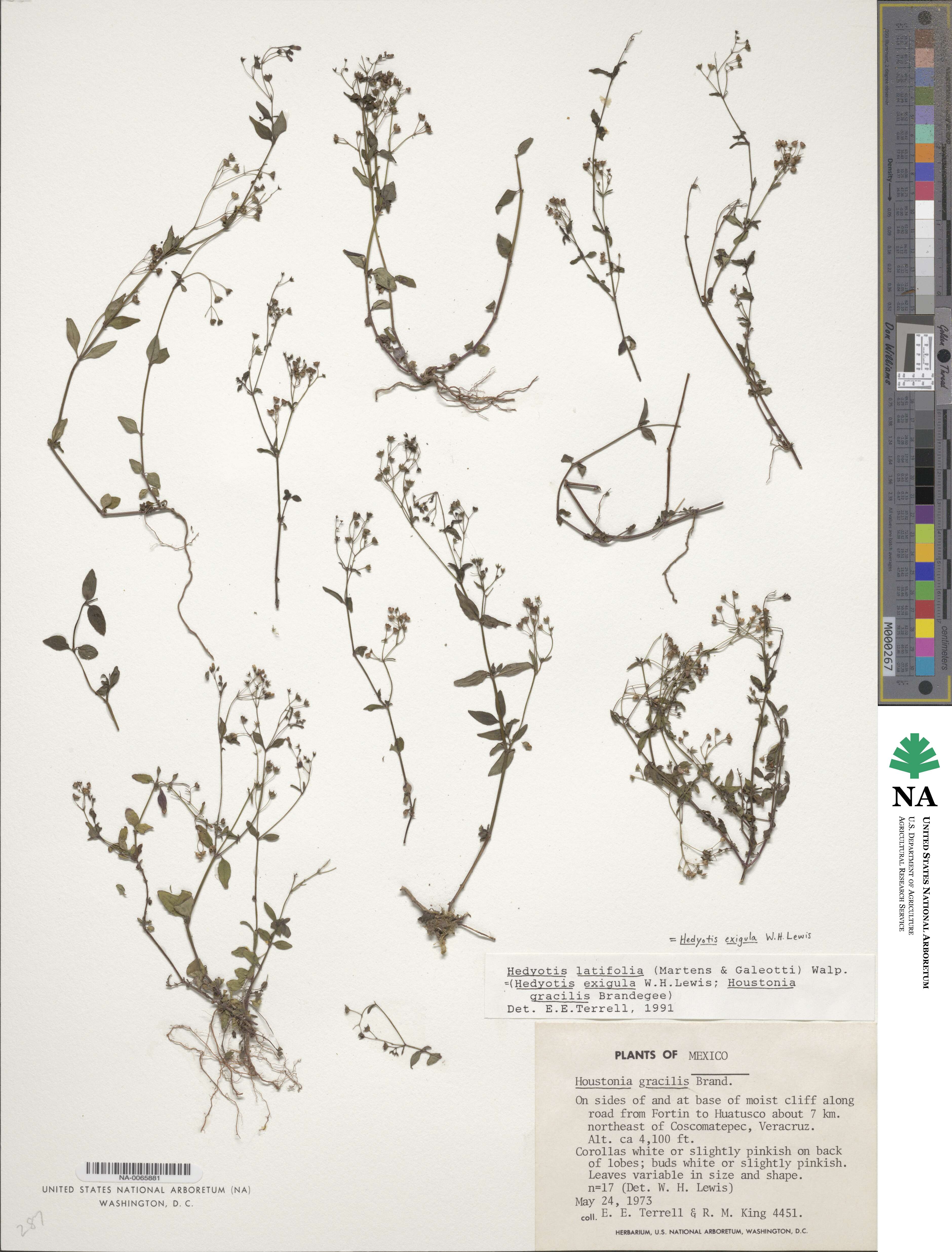 Hedyotis latifolia image