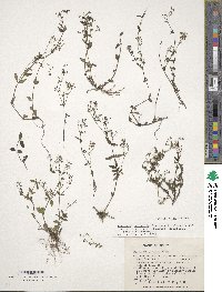 Hedyotis latifolia image