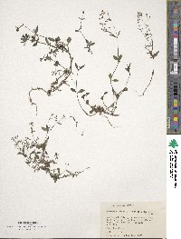 Hedyotis latifolia image