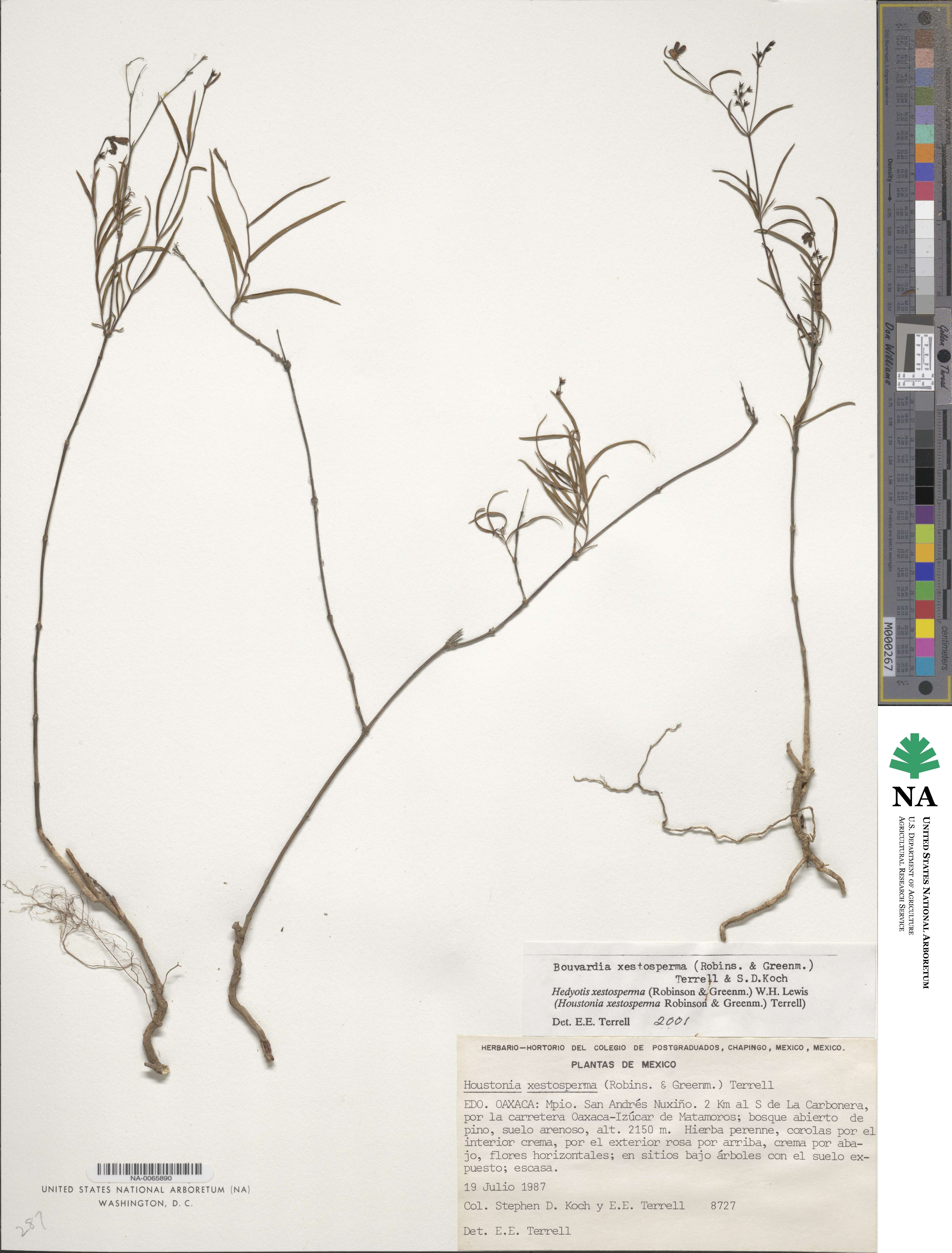 Bouvardia xestosperma image