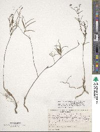 Bouvardia xestosperma image